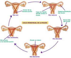 La pubertad y los periodos menstruales